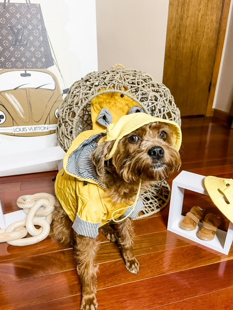 Chewy Animals LV Red Dog Raincoat