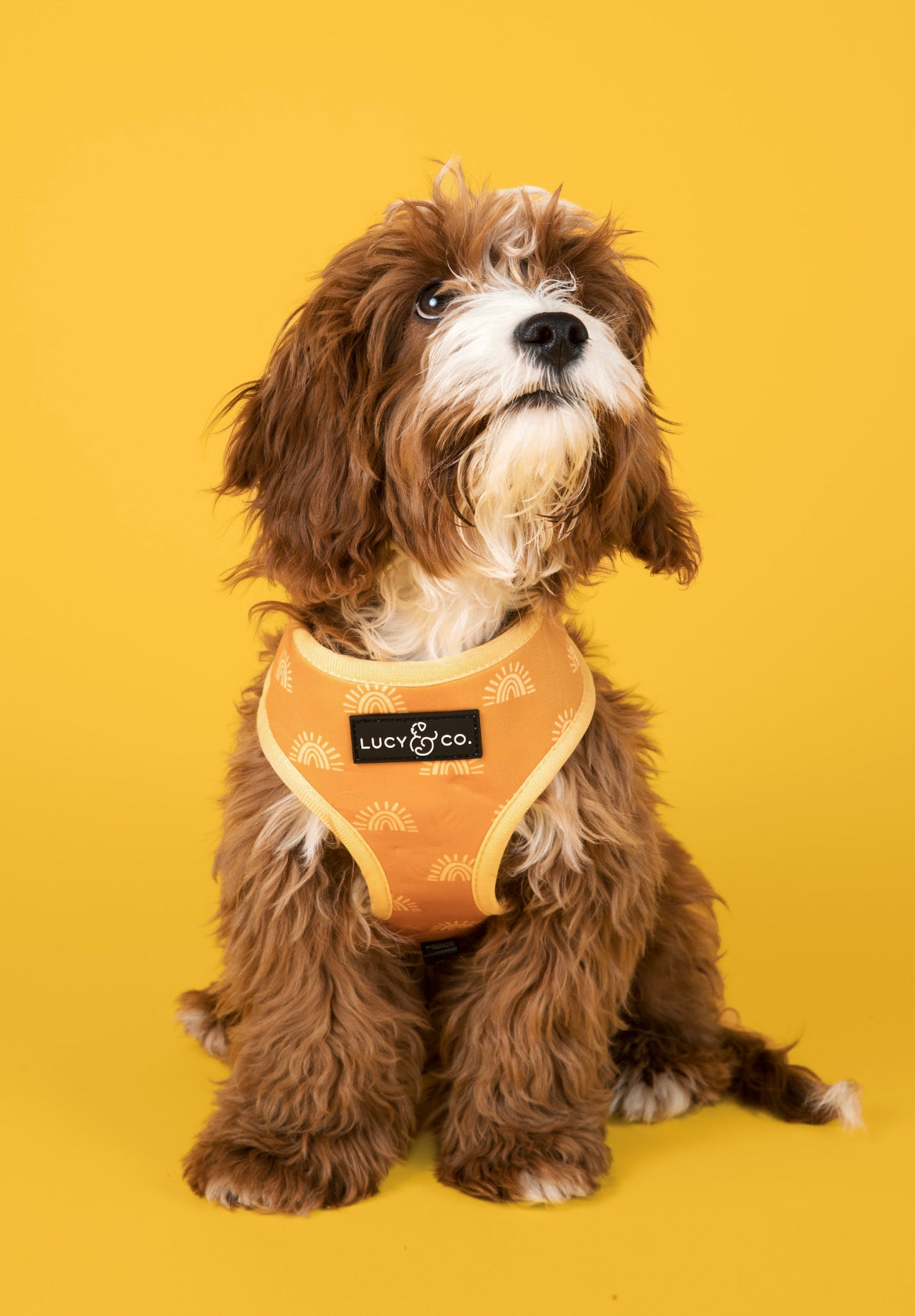 Lucy & Co. Posy Pink Dog Collar, Size: Medium | PetSmart