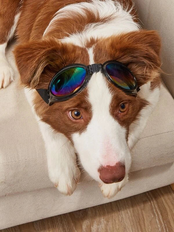 Doggles/Sunglasses