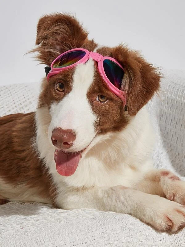 Doggles/Sunglasses