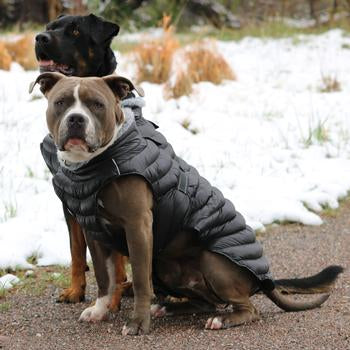 Alpine Extreme Puffer Dog Coat-Black